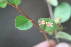 Indigofera nummulariifolia